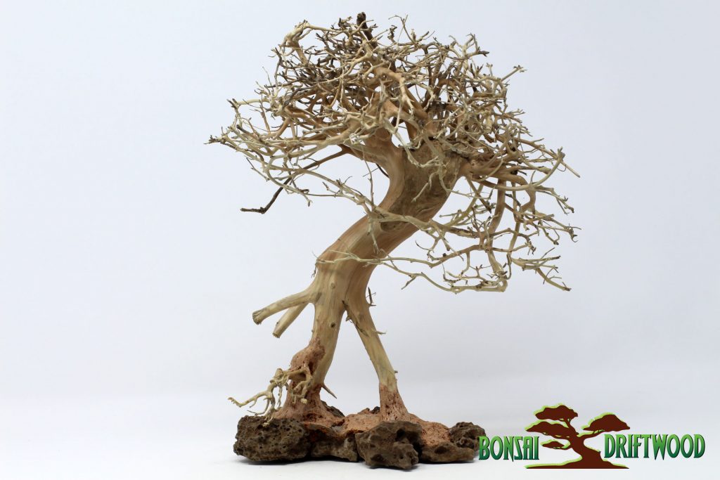 Một sản phẩm Bonsai driftwood natural khác được tạo hình khá giống dáng người, bảo đảm tính độc đáo và thẩm mỹ cho tiểu cảnh, hồ cá của bạn. Sản phẩm này cũng được rao bán trên website https://bonsaidriftwood.com/ với giá 73$