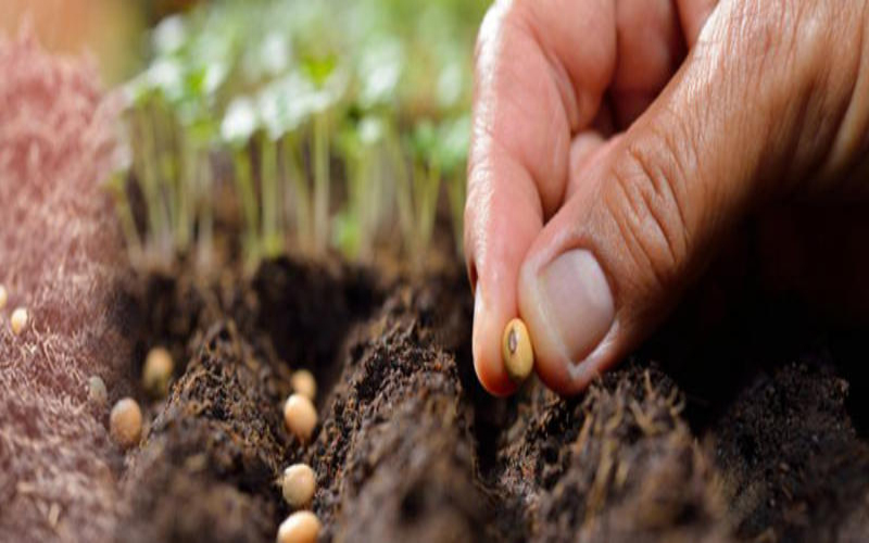 shop bán hạt giống nhập khẩu HFSeeds