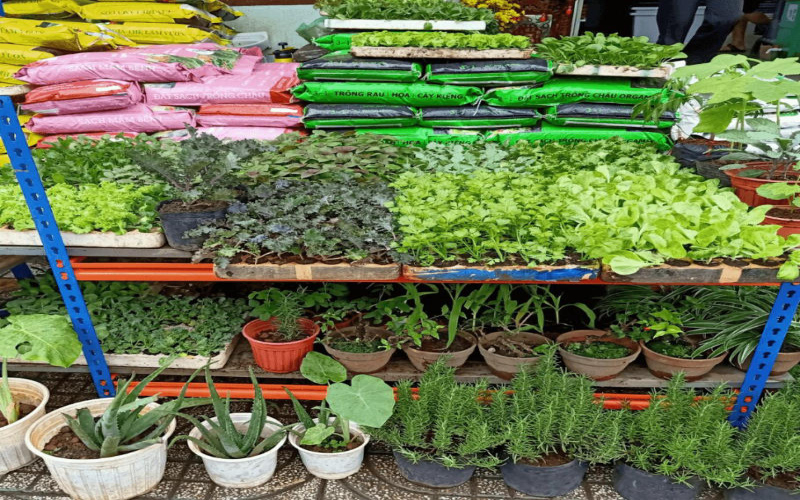 shop hạt giống rau sạch Minh Châu 