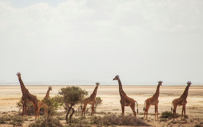 công viên quốc gia amboseli