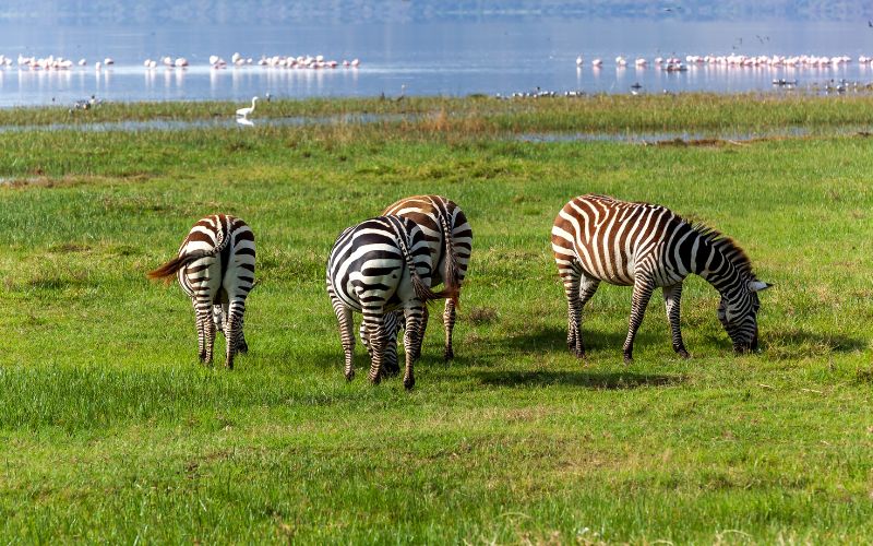 công viên quốc gia hồ nakuru
