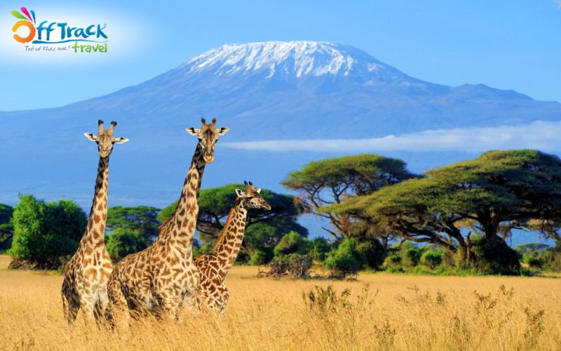 khám phá kenya châu phi với offtrack