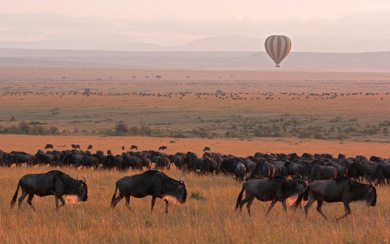 khu bảo tồn maasai mara